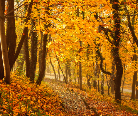 Autumn woods with trail