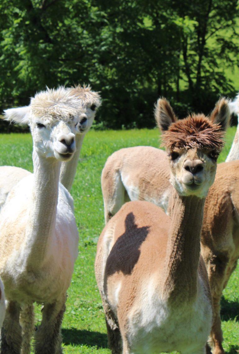 All About Alpacas