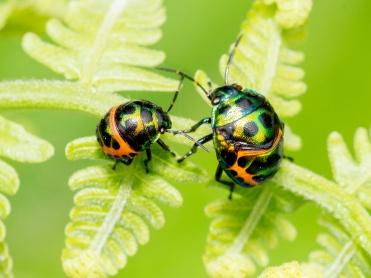 Beetles on plant stem