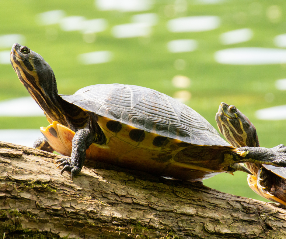 Box turtle on a log on a pond